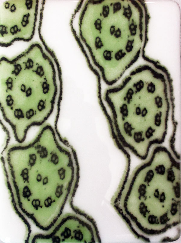 Ciliated cell pattern sm