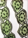 Ciliated Cell Pattern