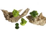 Glass Broccoli and Cauliflower
